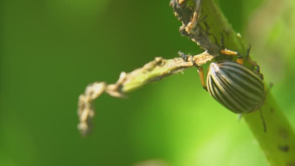 Colorado potato beetle eats potatoes — Stock Video