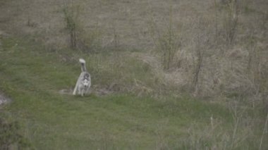 Husky köpek ırkları çalışır