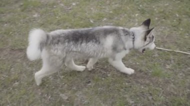 Husky doğurmak bir köpek bir şey dolanıyor