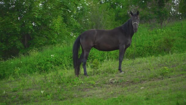 Das Pferd weidet auf dem Rasen — Stockvideo