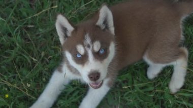 Husky doğurmak köpek portresi