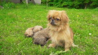 Fino köpekleri birlikte yatıyor musun