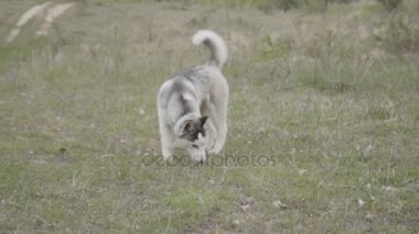 Husky köpek ırkları çalışır