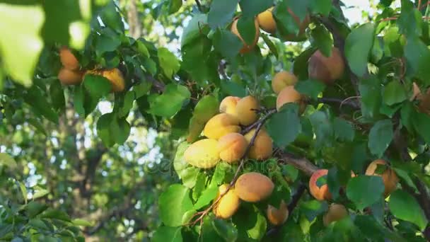 Abricots mûrs sur une branche — Video