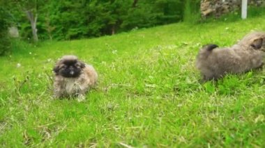 Yeşil çimenlerin üzerinde oturan fino köpek yavrusu