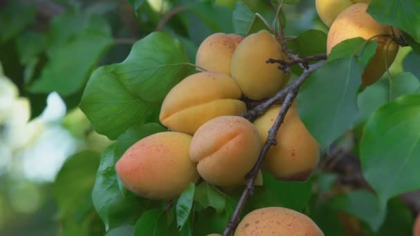 Rijpe abrikozen op een tak — Stockvideo