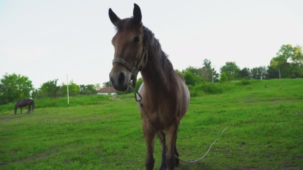 Лошадь пасется на лужайке — стоковое видео