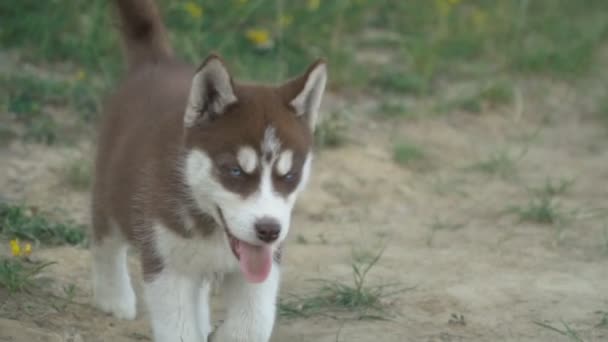 Husky yavrusu üzerinde doğa yürüyüşleri — Stok video