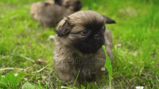 Pekingese puppy sitting on green grass — Stock Video