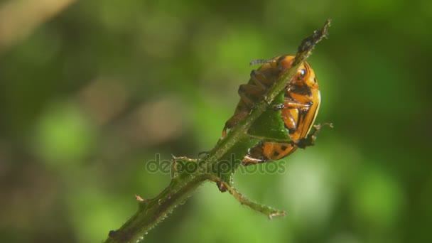 Colorado potato beetle eats potatoes — Stock Video