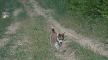 Husky yavrusu üzerinde doğa yürüyüşleri