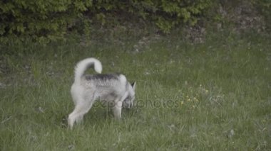 Husky doğurmak bir köpek bir şey dolanıyor