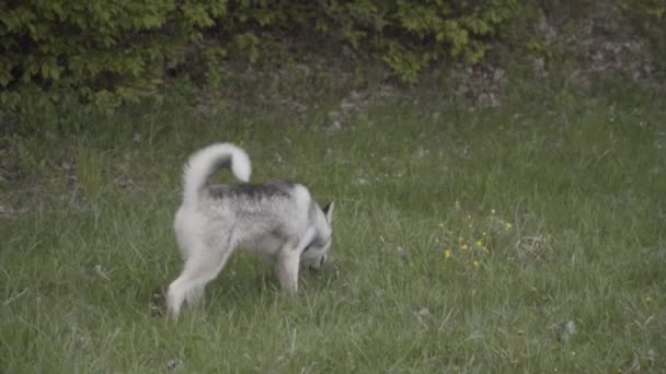Un perro de la raza Husky está oliendo algo. — Vídeo de stock