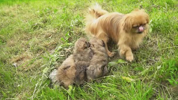 Сім'ї собаки породи пекінес — стокове відео