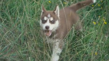 Husky yavrusu üzerinde doğa yürüyüşleri