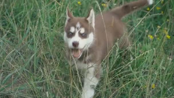 En valp av husky vandringar på naturen — Stockvideo