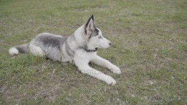 Husky doğurmak köpek yere yatıyor