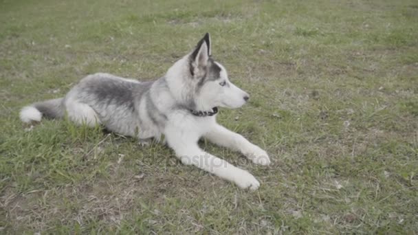 Собака породи Husky лежить на землі — стокове відео