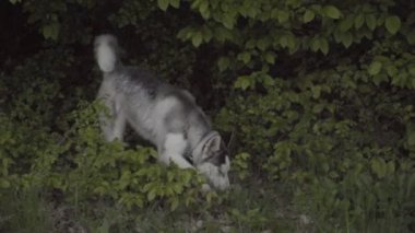 Husky doğurmak bir köpek bir şey dolanıyor