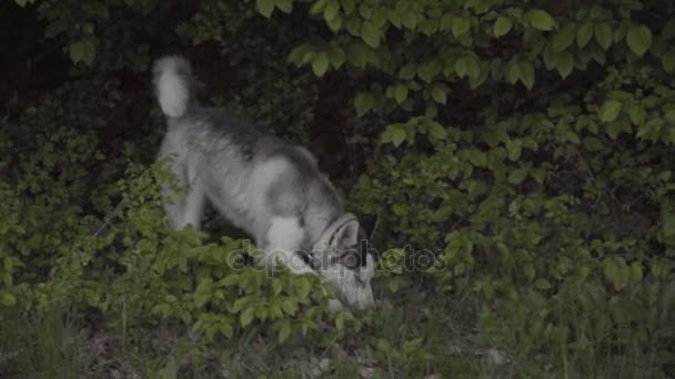 Un perro de la raza Husky está oliendo algo. — Vídeo de stock