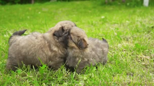 Pekingese puppy sitting on green grass — Stock Video