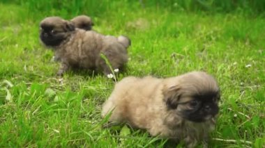 Yeşil çimenlerin üzerinde oturan fino köpek yavrusu