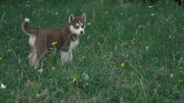 Husky yavrusu üzerinde doğa yürüyüşleri