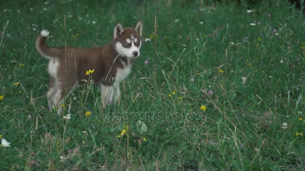 Un cachorro de husky pasea por la naturaleza — Vídeos de Stock