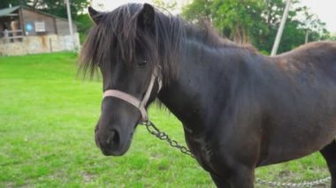 At çimenlerde grazes