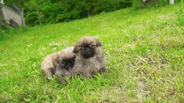 Yeşil çimenlerin üzerinde oturan fino köpek yavrusu