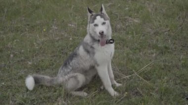 Çimenlikte oturan husky doğurmak köpek