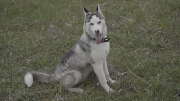 Çimenlikte oturan husky doğurmak köpek — Stok video