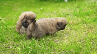 Yeşil çimenlerin üzerinde oturan fino köpek yavrusu