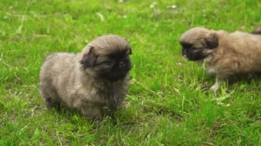 Yeşil çimenlerin üzerinde oturan fino köpek yavrusu
