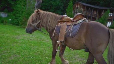 Kahverengi at midilli ile büyük bir yele