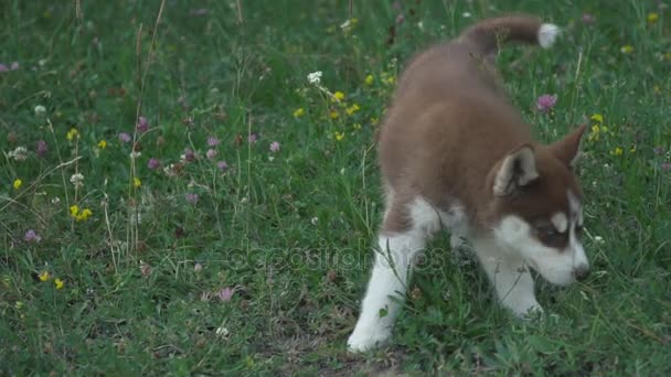 Een pup van husky wandelingen over de aard — Stockvideo