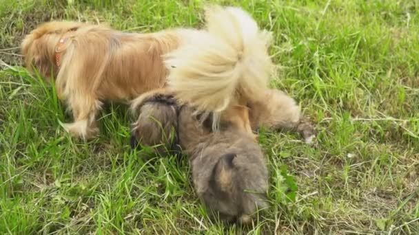 Los perros de la familia de la raza de Pekín — Vídeos de Stock