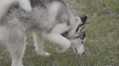 Husky doğurmak bir köpek bir şey dolanıyor