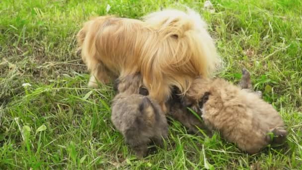 Aile köpek fino doğurmak — Stok video