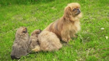 Doğada fino köpekleri