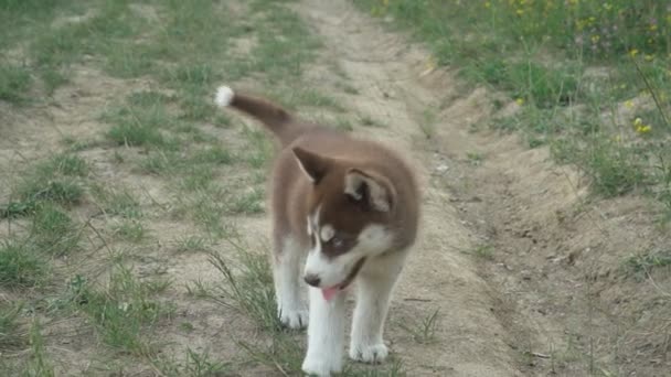 ハスキーの子犬は自然を歩く — ストック動画