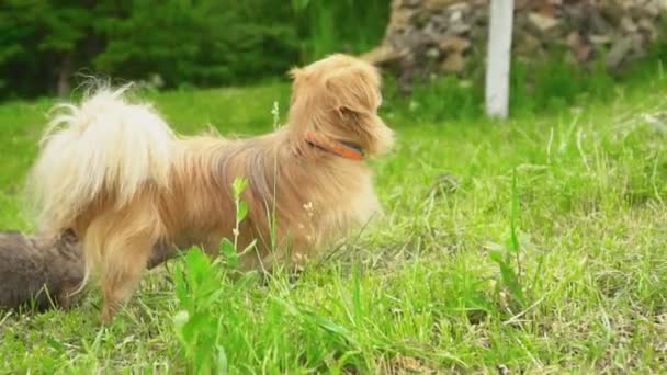 Family dogs of the Pekingese breed — Stock Video
