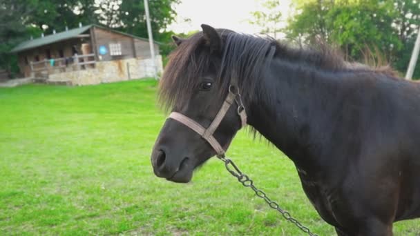 Лошадь пасется на лужайке — стоковое видео