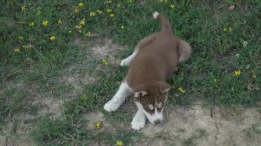 Husky yavrusu üzerinde doğa yürüyüşleri