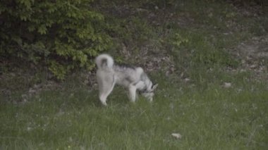 Husky doğurmak bir köpek bir şey dolanıyor