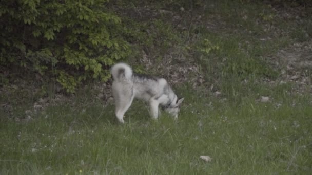 Un perro de la raza Husky está oliendo algo. — Vídeos de Stock