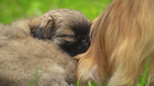 Pekingese puppies are sleeping together — Stock Video