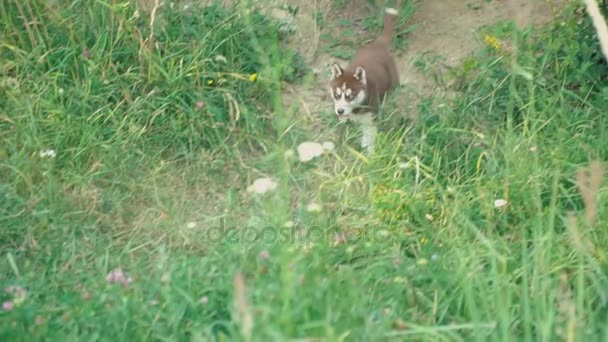 Ein Welpe von Husky spaziert durch die Natur — Stockvideo