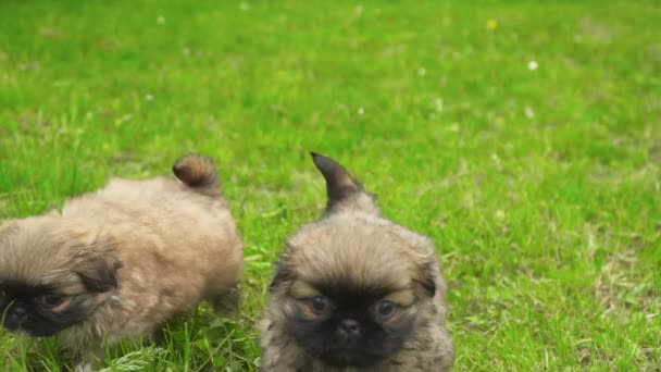Είδος μικρού σκύλου κουτάβι που κάθεται στο πράσινο γρασίδι — Αρχείο Βίντεο