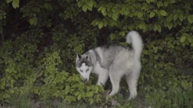Husky doğurmak bir köpek bir şey dolanıyor